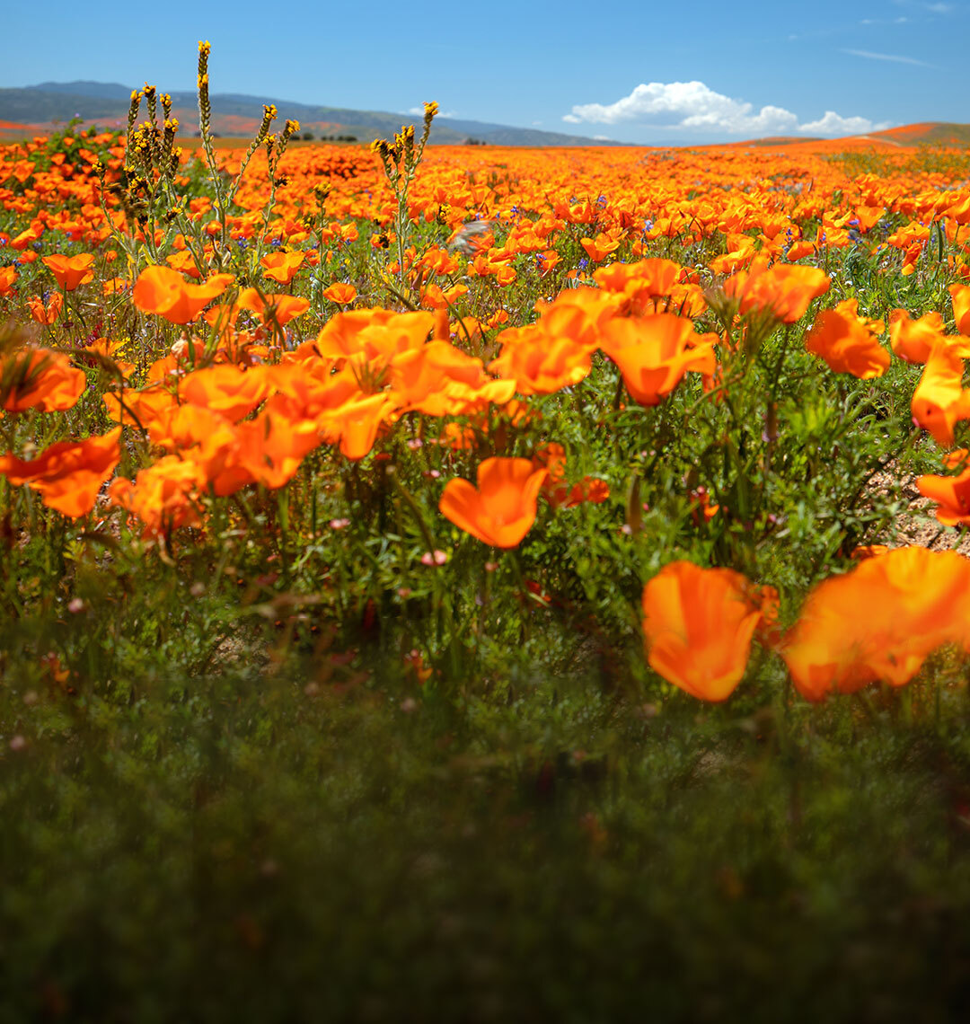 LA Fire Recovery: Investing in Community Well-being